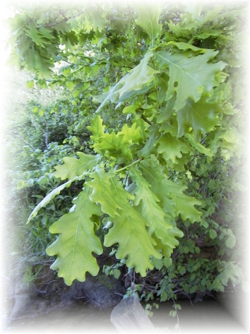 Quercus robur